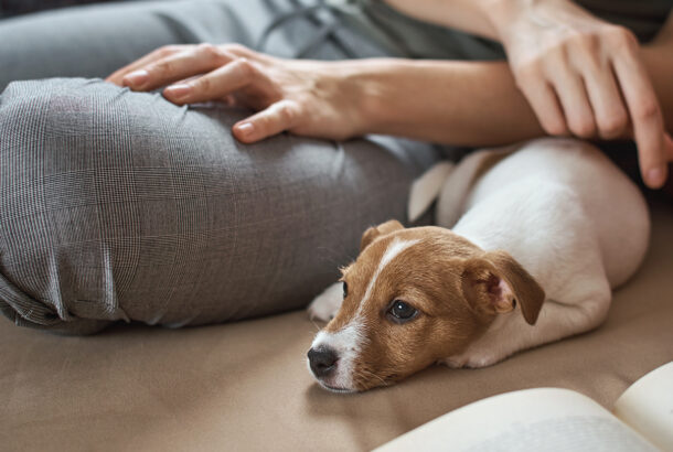 A small brown and white dog curled up on the sofa with its owner.